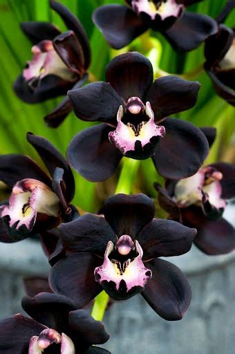 orchids with black and pink/red flowers? - Orchid Board - Most Complete ...