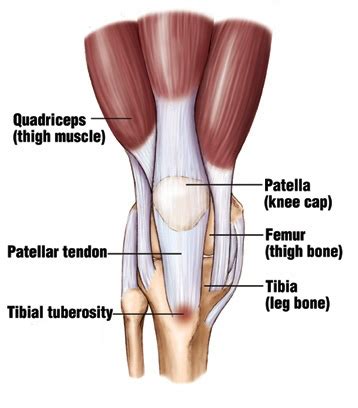 tibial tuberosity anatomy - b-reddy.org