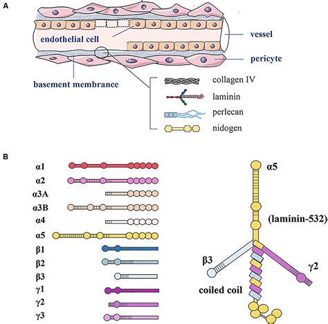 Frontiers | Laminins Regulate Placentation and Pre-eclampsia: Focus on Trophoblasts and ...