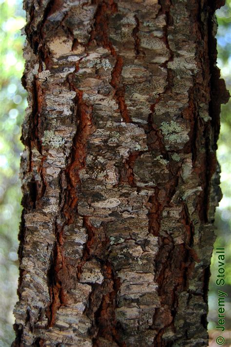 WILD CHERRY BARK Certified Kosher Prunus serotina Black | Etsy