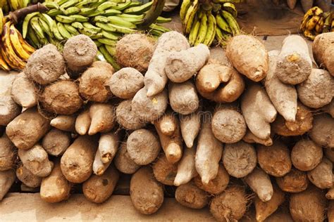 African Yams stock image. Image of vegetable, food, plantains - 26006749