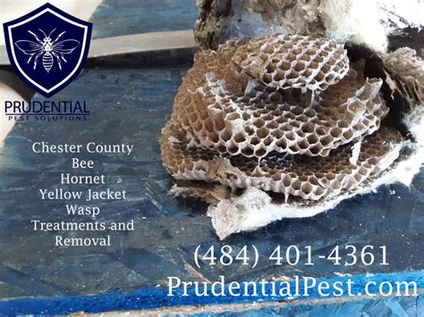 Yellow Jacket Nest in Basement - Prudential Pest Solutions