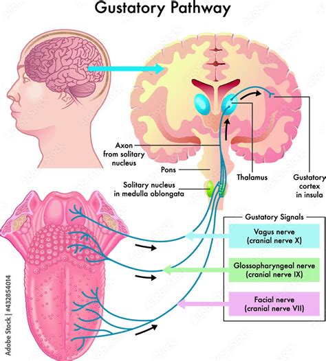 Diagram of the gustatory pathway, with annotations. Stock Vector ...