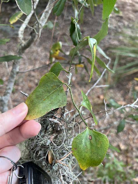 7. Smilax sp. - leaves and arrangement | Smilacaceae- green … | Flickr