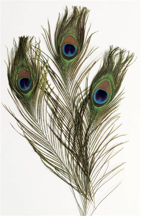 peacock feathers... | Feather drawing, Peacock feather art, Peacock