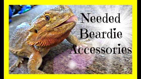 Needed Bearded Dragon Accessories - YouTube