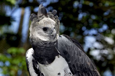 Harpy eagle guide: where these strange but iconic eagles live, how they ...