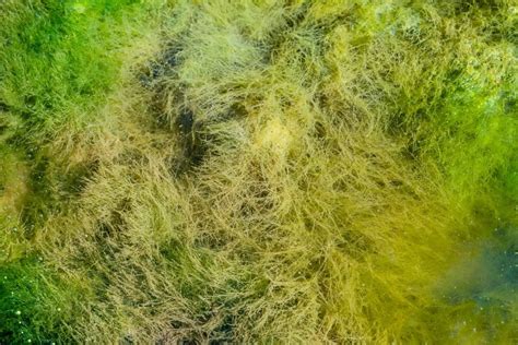 What Are Hair Algae? (Appearance, Early Signs, Types & More) – Pet Fish Online