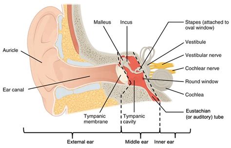 Figure 13.3.1 : Structures of the Ear | The external ear con… | Flickr