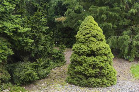 How to Grow and Care for the Dwarf Alberta Spruce