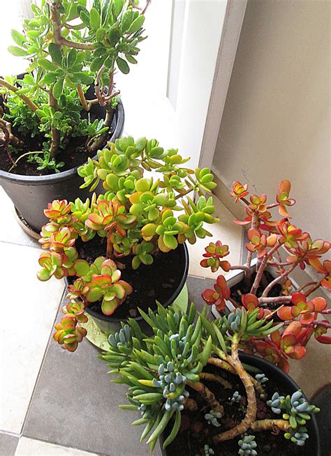A Forecast Of Snow Or Even Frost? Move Those Precious Succulents Indoors! - creative jewish mom