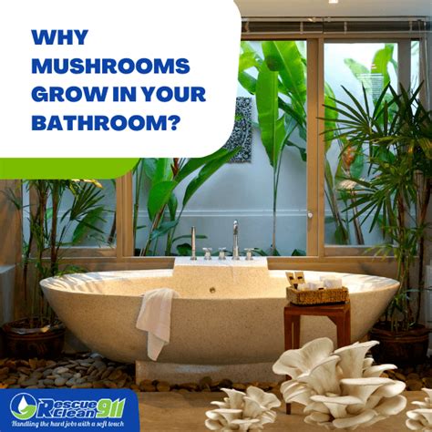 Bathroom Mushroom Identification | Mushroom Growing in Bathroom