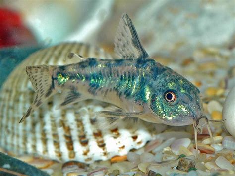 Corydoras paleatus - Peppered Cory Cat … | Tropical fish aquarium, Fresh water fish tank ...