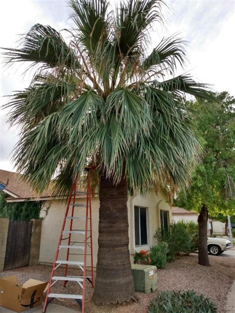 Washingtonia filifera seeds - Freebies - PalmTalk