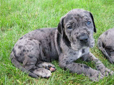 Daniff (Great Dane and Mastiff Mix)