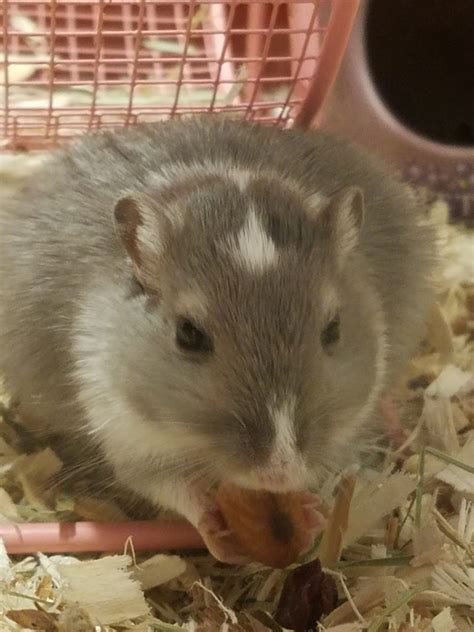 Baby Gerbils for Sale. Gerbil Pups in Putnam County, NY | Gerbil Hub