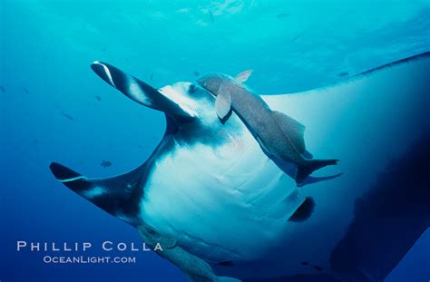 Manta ray and remora, Manta birostris photo, San Benedicto Island, Baja ...