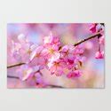 Festival Of Pink Sakura Blossoms Canvas Print by digital2real | Society6