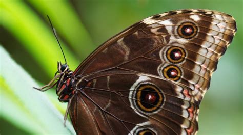 Myths, Symbolism and Meaning of Brown Butterflies