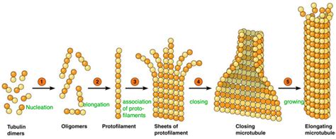 Chapter 13: Microtubule Assembly Diagram | Quizlet