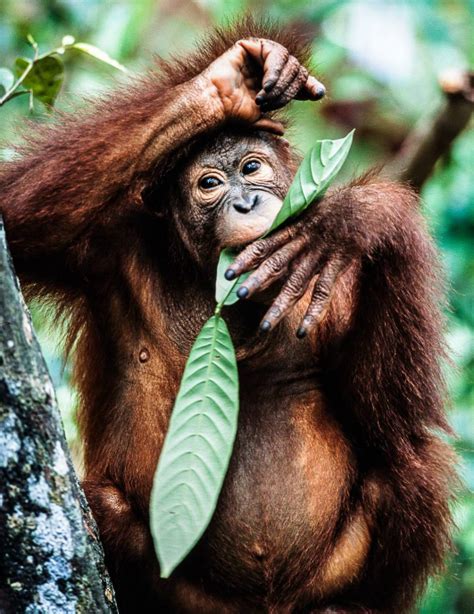 Using drones to improve orangutan conservation | Conserve