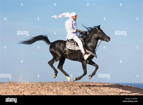 Arabian Horse. Rider in traditional dress on black stallion galloping ...