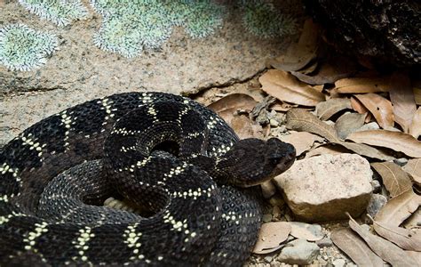 Arizona Black Rattlesnake Photograph by Douglas Barnett