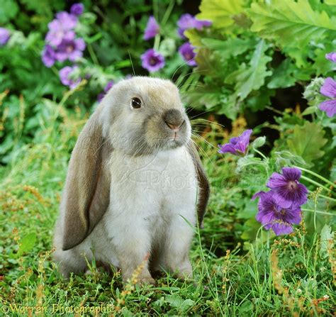 Young sooty fawn English Lop rabbit among flowers photo - WP32981