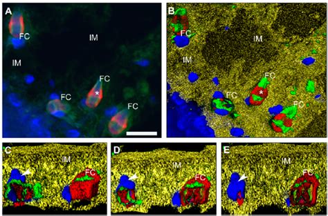 Reconstruction and 3D visualization of flame cells. A) Fluorescent... | Download Scientific Diagram