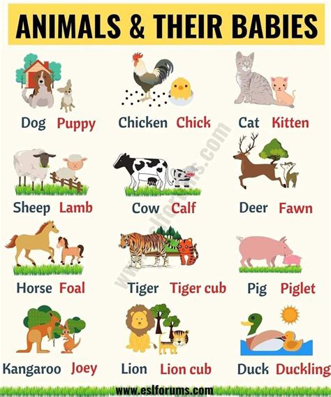 Animals and their babies - House of English