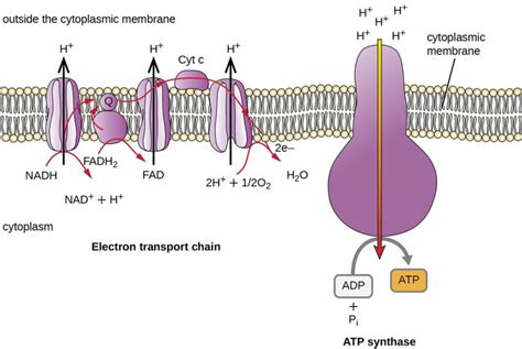 8.3 Cellular Respiration – Microbiology: Canadian Edition