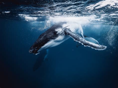 The deep dive: A beginner’s guide to underwater whale photography ...