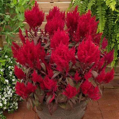 Celosia Dragon's Breath – Harris Seeds