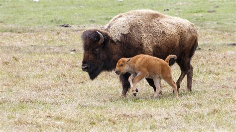 Bison Attacks Woman Who Got Too Close To Its Calf | iHeart