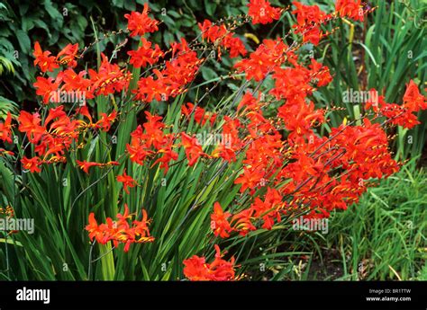 Crocosmia 'Lana de Savary' Montbretia red scarlet crocosmias flower flowers garden plant plants ...