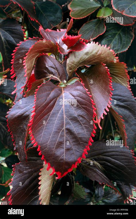 Acalypha 'Can-Can', (Copper Leaf Plant) developed deep red leaves with bluntly serrated leaf ...