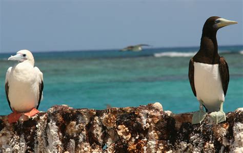 National Park of American Samoa Wildlife - National Park Photographer