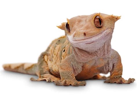 Top 10 Cutest Pet Reptiles - 2024 Guide - WebSta.ME