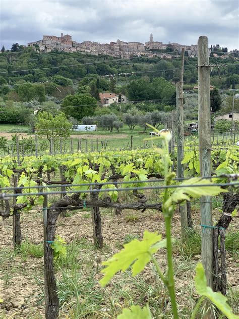 Vineyards Montepulciano | Sylvia Italy