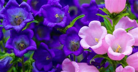 Canterbury Bells Flower: Growing And Care Of Campanula Medium