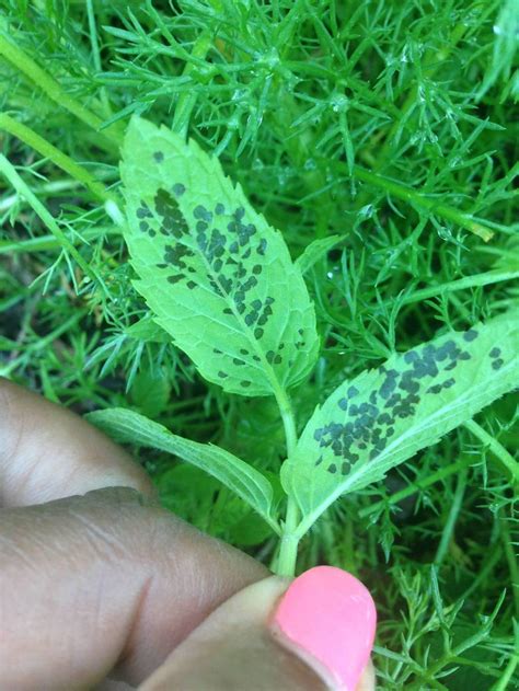 Tiny black dots on mint leaves? in the Ask a Question forum - Garden.org