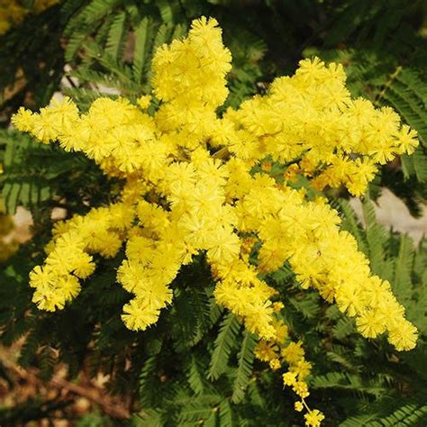 Flowering Mimosa Tree | YouGarden