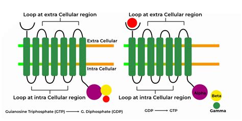 GPCR Signaling-Pathway, Receptor, & Regulation