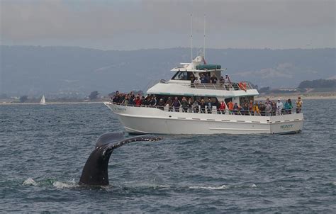 Monterey Bay Whale Watching | Santa Cruz Whale Watching | By Stagnaro ...