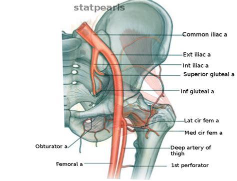 Anatomy, Abdomen and Pelvis, Hip Arteries Article