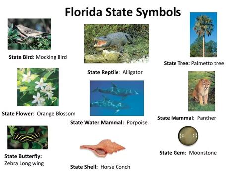 PPT - Florida State Symbols PowerPoint Presentation - ID:2435230