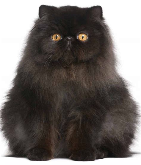 Persian Cat Black - Pets Lovers