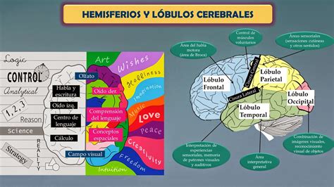 Hemisferios Cerebrales Y Sus Funciones