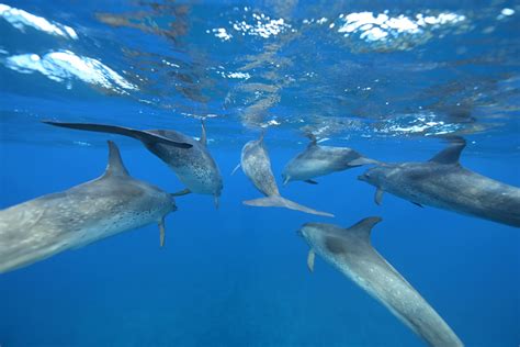 Dolphins. Swimming in the pod. - Big Blue Collective