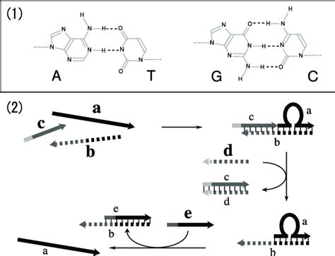 (1) Watson-Crick base paring rule. (2) Sequential binding and... | Download Scientific Diagram